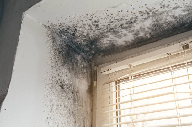 Affordable Mold Cleanup solutions in Pineville, PA